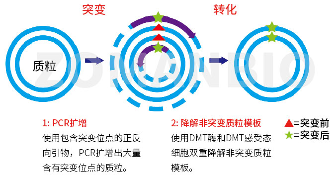 ZC401 定點(diǎn)突變.jpg