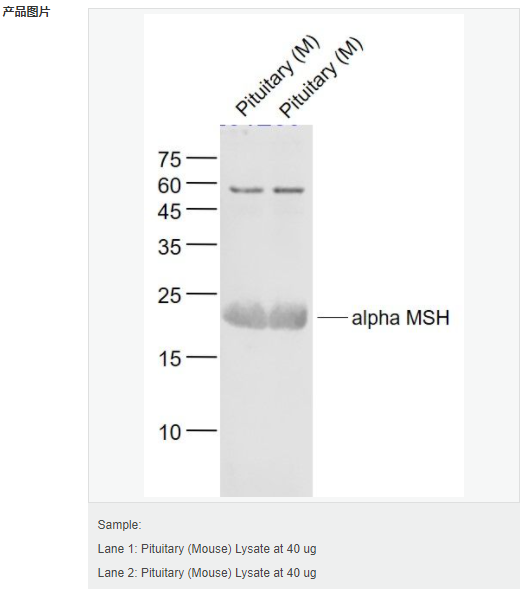 6052b01e88347.png image.png