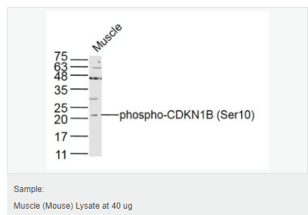 605d836032761.png image.png