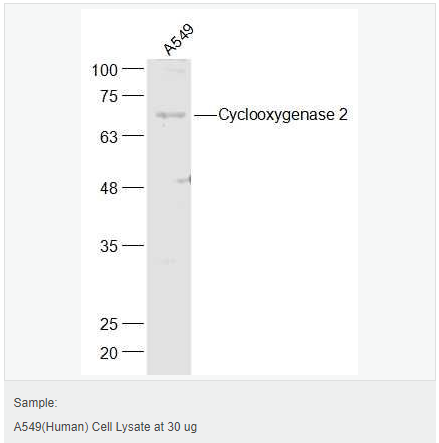 60612e4971c1c.png image.png