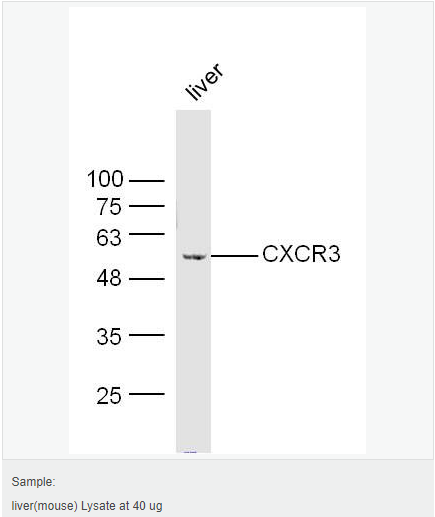 6063cbd25bc4a.png image.png