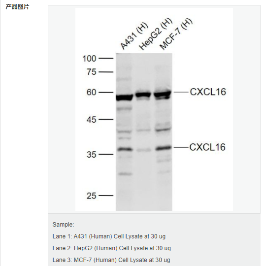 60794aa38251d.png image.png